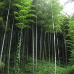 The Bamboo of Moganshan
