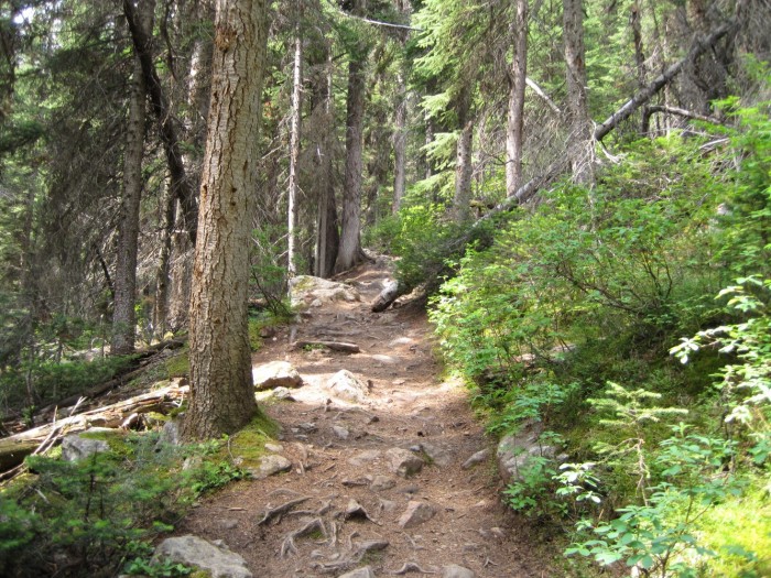 (August 5, 2010) The trail that rose up from Lake Louise, British Columbia.