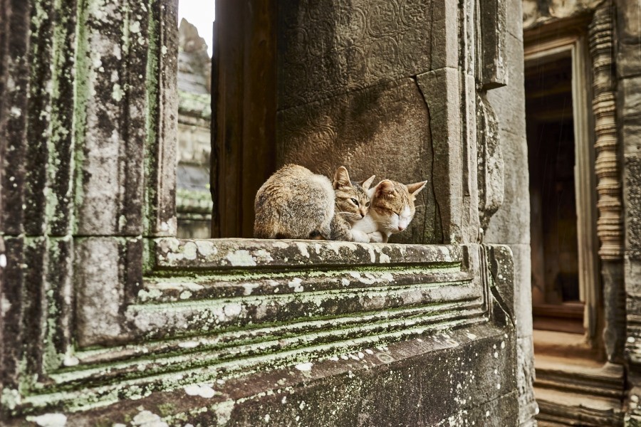 A pair of cats hiding away from the rain in Banteay Samre.